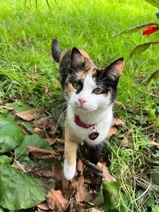 Small - Flaminga's Place Apartment *