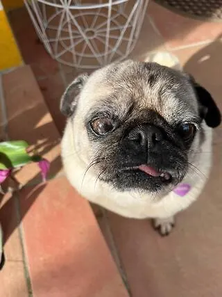 Small - Flaminga's Place לאז'ס דו פיקו