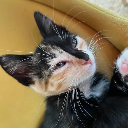 דירה Small - Flaminga's Place