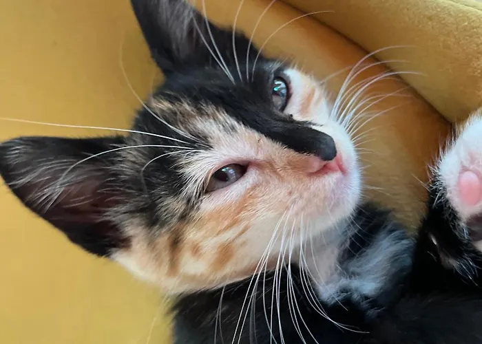 Apartment Small - Flaminga's Place